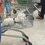 I carrelli della Coop e la maleducazione della gente Cane nel carrello 2