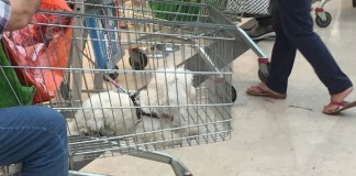 Cane nel carrello 2