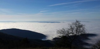 Nebbia