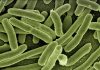 Legionella a Sesto, Ecolò: “Superficialità e improvvisazione”