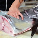 Pesce spada