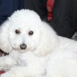 Arriva l’estate…cane mio non ti conosco