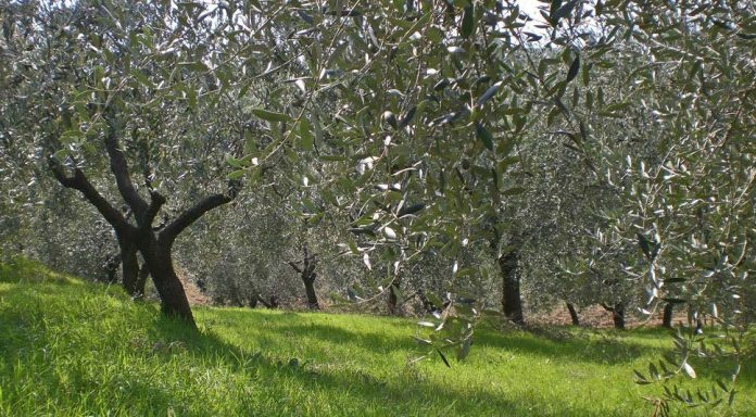Olivi comunali, Calenzano