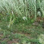 FOTO – Erba alta lungo lo Zambra: la segnalazione