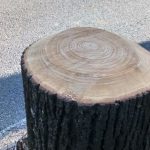 Albero tagliato di viale XX settembre