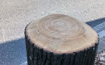 Albero tagliato di viale XX settembre