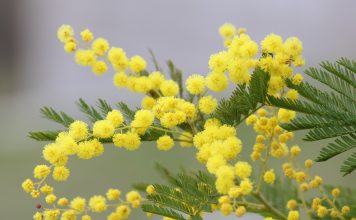 Mimosa festa della donna