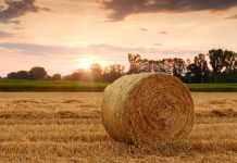 17 settembre 1906 – Lo sciopero dei contadini Campagna