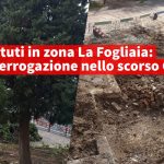 alberifogliaia