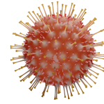 coronavirus