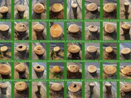 Comitato tutela alberi Sesto: flash mob a 2 anni di distanza da taglio alberi in viale XX Settembre Comitato tutela-alberi-Sesto-Fiorentino