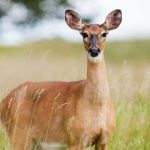 Capriolo