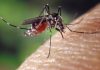 Sesto, segnalato un caso di dengue: interventi straordinari di disinfestazione Zanzara