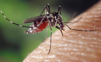 Sesto, segnalato un caso di dengue: interventi straordinari di disinfestazione Zanzara