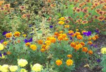 Fiori