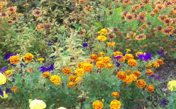 E’ primavera e a Sesto torna la Mostra mercato di piante e fiori Fiori