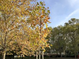 Sesto, messi a dimora 42 nuovi alberi