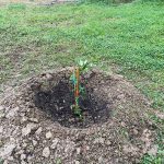 Rosellina Ragionieri