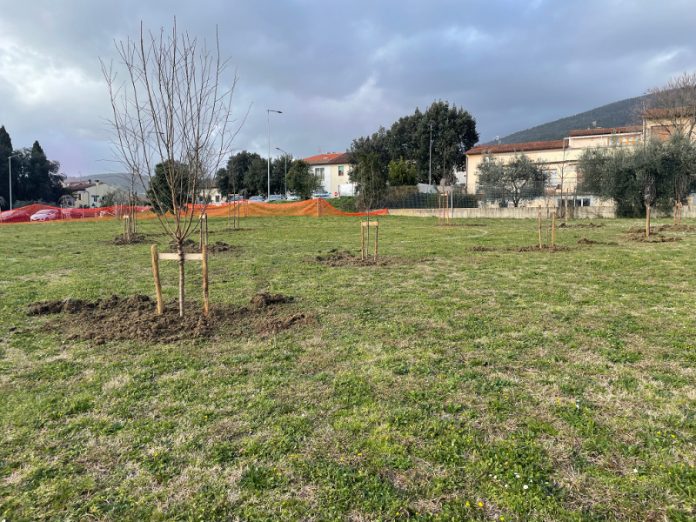 Nuovi alberi Parco degli etruschi