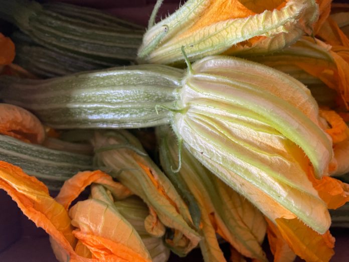 Fiori di zucca