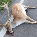 Daino investito alle Catese: nessuno rimuove la carcassa Daino
