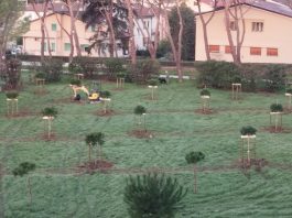 Sesto: la pinetina di via XXV Aprile intitolata a Eleonora Francini Pinetina_4