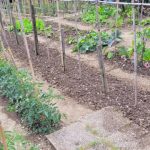 “Conoscere gli orti sociali” con l’Associazione anziani Orti sociali