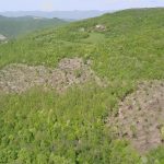 Panoramica bosco tagliato