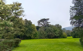Villa Solaria: esposto alla procura da parte del Comitato per la tutela degli alberi Villa solaria