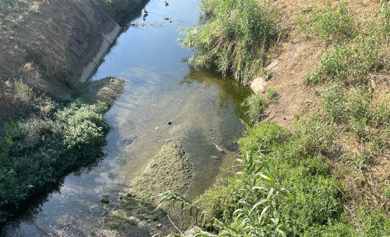 Nutria,anatre e germani nel canale di cinta orientale