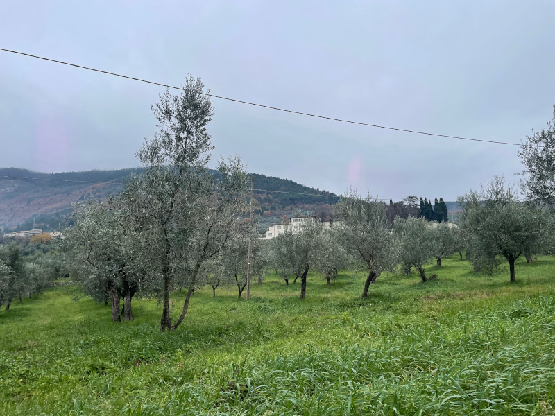 Tra gli ulivi la Fattoria ddi Morello