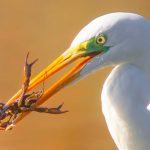 Airone bianco maggiore con gambero
