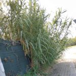 ciclabile