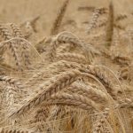 Grano