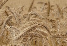 Grano
