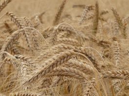 Grano