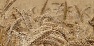Grano