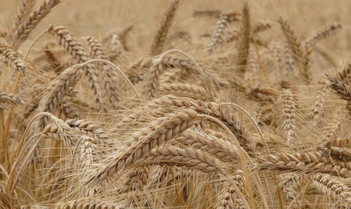 Grano