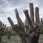 Calenzano: vietata la capitozzatura degli alberi
