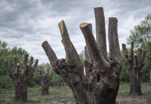Calenzano, vietata la capitozzatura degli alberi