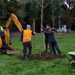 Sesto: messi a dimora altri 130 alberi Piantumazione alberi
