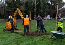 Piantumazione alberi