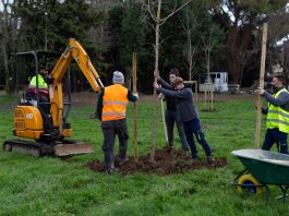 Piantumazione alberi