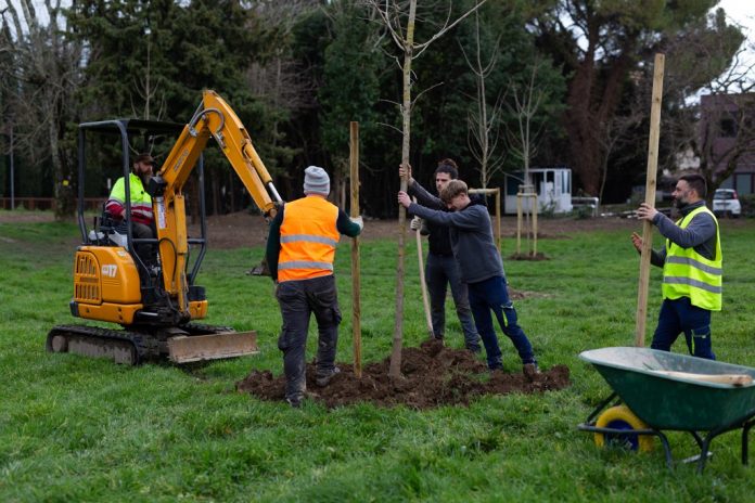 Piantumazione alberi