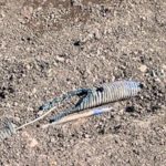 Toccafondi (Casa Riformista) “Via Gramsci asfaltata, ma necessari lavori ripristino fibra?”