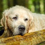 Come proteggere gli animali da caldo e colpi di calore: i consigli di Asl Toscana centro