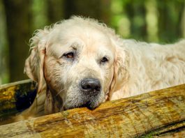 Come proteggere gli animali da caldo e colpi di calore: i consigli di Asl Toscana centro