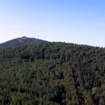 Monte Morello spinge Sesto sopra la media nazionale: quasi il 40% del territorio è coperto da boschi