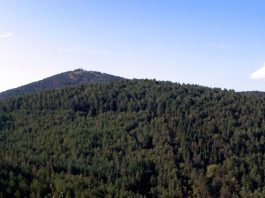 Monte Morello spinge Sesto sopra la media nazionale: quasi il 40% del territorio è coperto da boschi