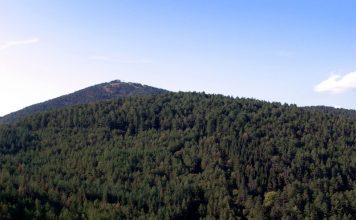 Monte Morello spinge Sesto sopra la media nazionale: quasi il 40% del territorio è coperto da boschi